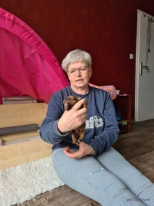 Irish Terrier Frühförderung Der Welpe wird senkrecht gestellt in der Hand
