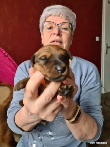 irish Terrier Frühförderung Der welpe liegt flach in der Hand, der Kopf schaunt anch vorne