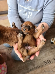 Irish Terrier Welpe Frühförderung Wir halten einen Welpen in der Hand