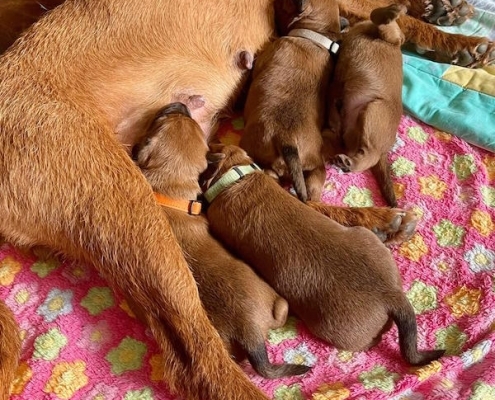 irish-terrier-welpen-16-495x400 Welpen säugen bei der Mutterhündin