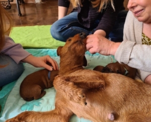 irish-terrier-welpen-19-495x400 Welpe udn Mutter mit Welpenbesuch