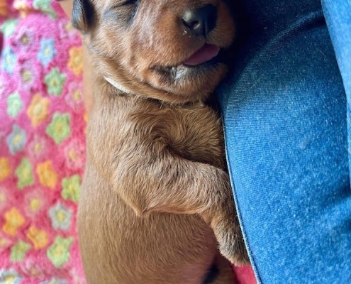 irish-terrier-welpen-22-495x400