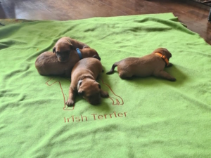 Irish Terrier Welpe vom Haseland Frühförderung Woche 3 Vier Irish Terrier Welpen auf grüner Decke