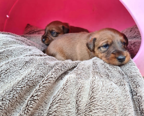 Irish Terrier Welpe vom Haseland Frühförderung Woche 3 Irish Terrier Welpen liegen in einem rosa Bett