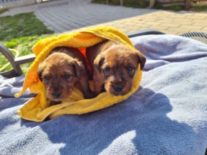 Irish Terrier Welpe vom Haseland Frühförderung Woche 3 Zwei Irish Terrier Welpen zusammen auf einer Liege in der Sonne